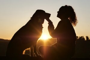 silhouette of a large dog sitting facing a woman