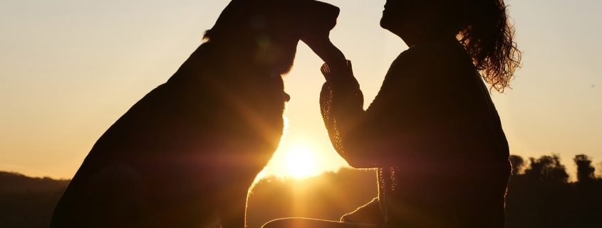 silhouette of a large dog sitting facing a woman