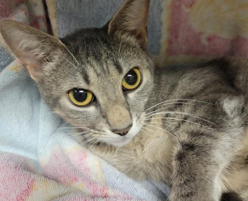 a small gray adult cat lays on a soft blanket