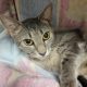 a small gray adult cat lays on a soft blanket