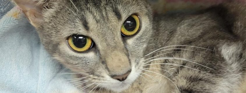 a small gray adult cat lays on a soft blanket