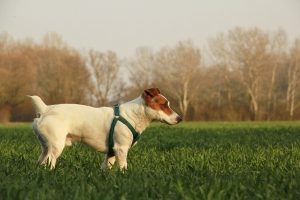 a white down with brown face and ears is wearing a harness in a field of grass