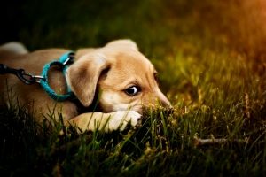 A light brown puppy wearing a collar and leash lays in green grass