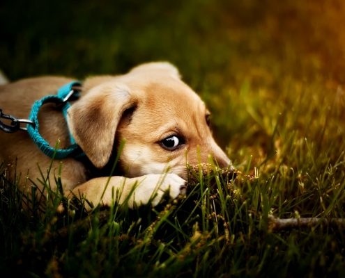 A light brown puppy wearing a collar and leash lays in green grass