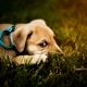 A light brown puppy wearing a collar and leash lays in green grass