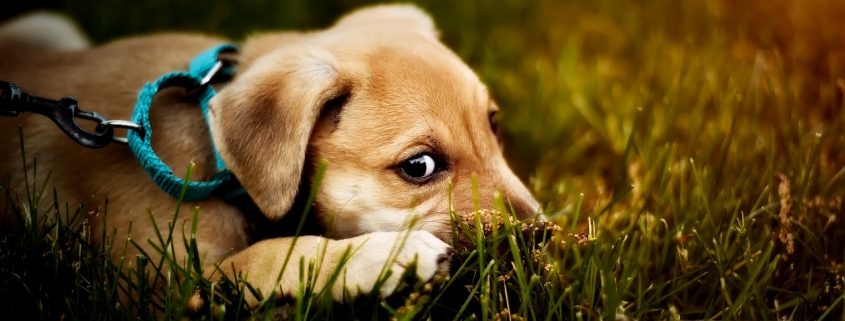 A light brown puppy wearing a collar and leash lays in green grass