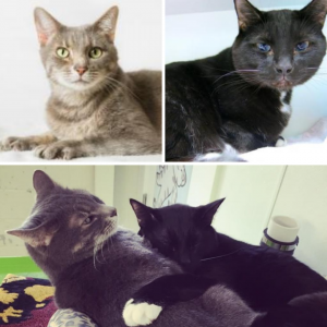 A collage of two adult cats. Close up of a grey cat in the upper left corner, with a black cat with blue eyes in the upper right. At he bottom is a photo of the black cat hugging the grey cat.