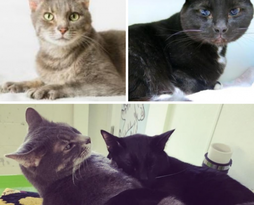 A collage of two adult cats. Close up of a grey cat in the upper left corner, with a black cat with blue eyes in the upper right. At he bottom is a photo of the black cat hugging the grey cat.