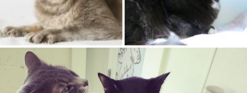 A collage of two adult cats. Close up of a grey cat in the upper left corner, with a black cat with blue eyes in the upper right. At he bottom is a photo of the black cat hugging the grey cat.