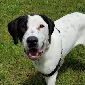 a white medium sized dog with black markings on her right eye and both ears