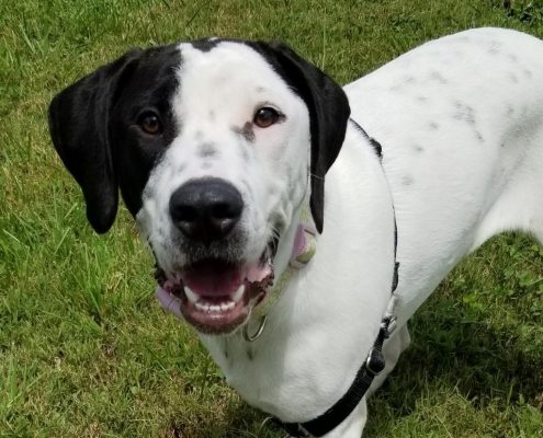 a white medium sized dog with black markings on her right eye and both ears