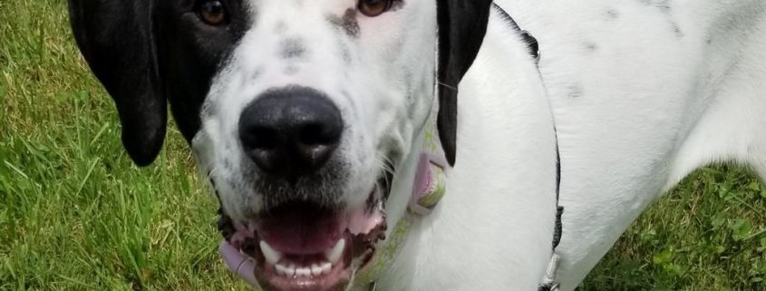 a white medium sized dog with black markings on her right eye and both ears