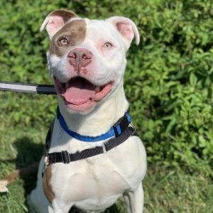 A white dog with a grey spot over its eye