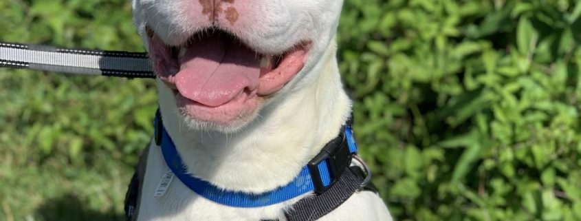 A white dog with a grey spot over its eye