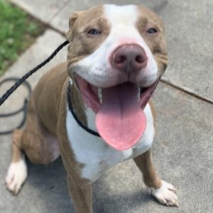 A pittie-looking dog with brown and white markings smiles with his tongue stuck out 