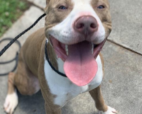 A pittie-looking dog with brown and white markings smiles with his tongue stuck out