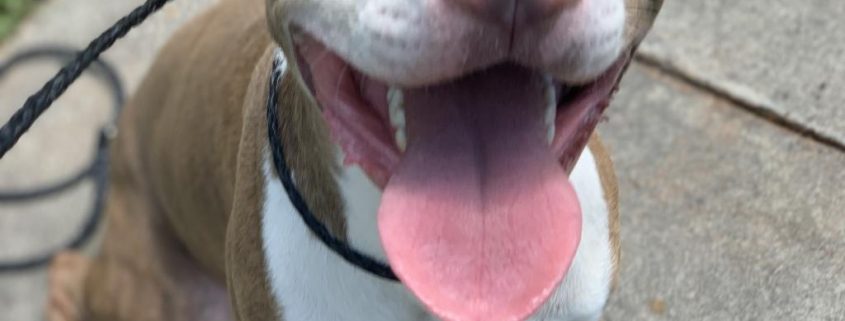 A pittie-looking dog with brown and white markings smiles with his tongue stuck out