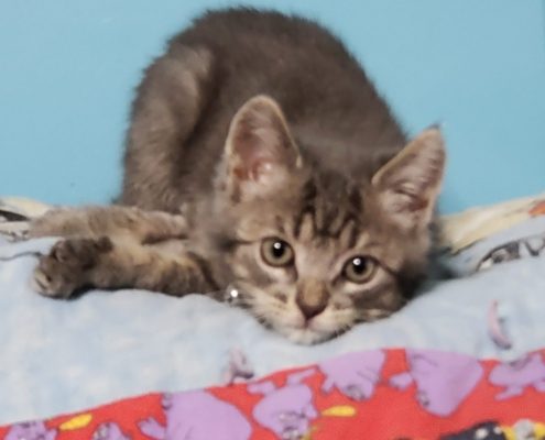 A small grey cat lays on a bed