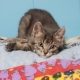 A small grey cat lays on a bed