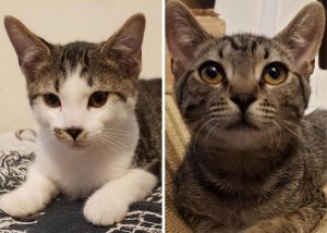 Side by side images of a white and brown kitty and a brown kitty