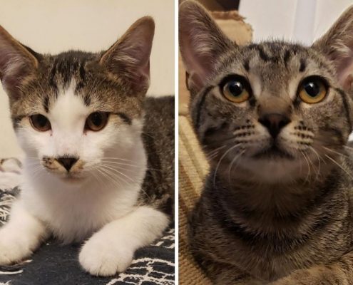 Side by side images of a white and brown kitty and a brown kitty