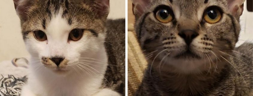 Side by side images of a white and brown kitty and a brown kitty