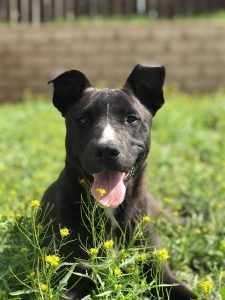 a black young dog lays in the grass outside