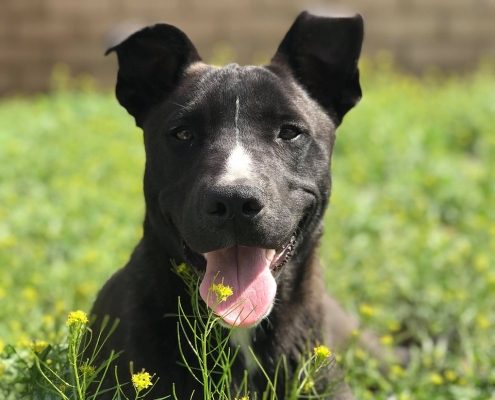 a black young dog lays in the grass outside