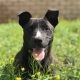 a black young dog lays in the grass outside