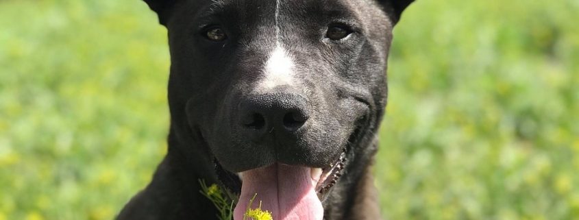 a black young dog lays in the grass outside