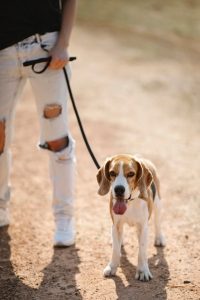 a white and brown dog with a leash held by a person who you can only see the leg of