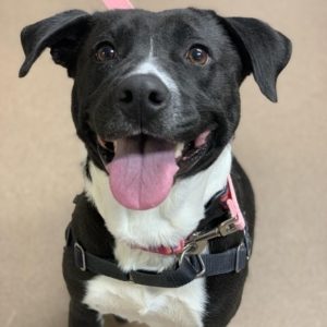 A black dog with white markings on her nose and chest sits looking up with her tongue out