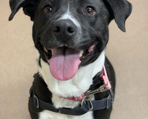 A black dog with white markings on her nose and chest sits looking up with her tongue out