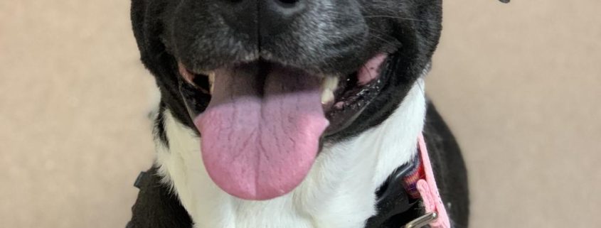 A black dog with white markings on her nose and chest sits looking up with her tongue out