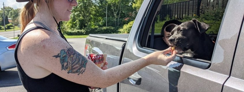 a side view of a woman feeding a treat to a dark colored dog sitting inside a truck