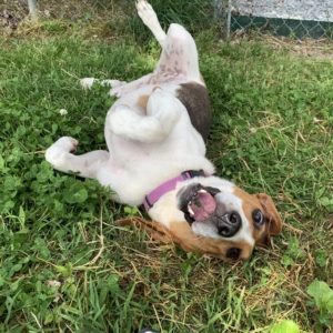 A medium sized brown and white dog rolls in the grass