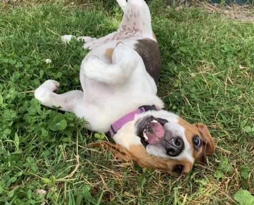 A medium sized brown and white dog rolls in the grass