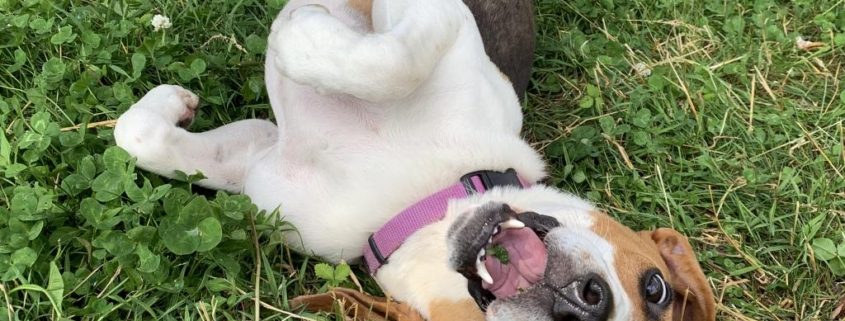 A medium sized brown and white dog rolls in the grass