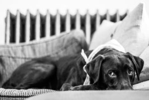 a sad looking dog lays on a couch