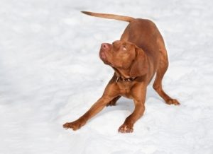a brown puppy play bows in a snowy setting