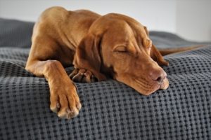 a large brown dog lays on a checked bed with its eyes closed