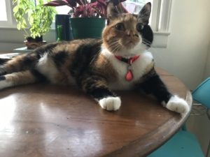 a multi-colored cat lounges on a table