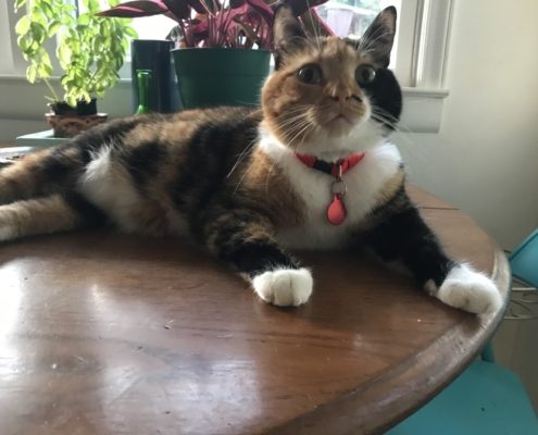 a multi-colored cat lounges on a table