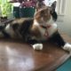 a multi-colored cat lounges on a table