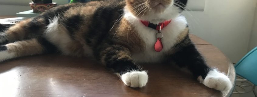 a multi-colored cat lounges on a table