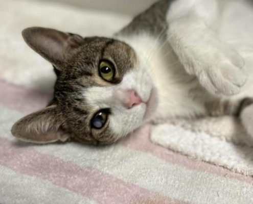 A gray and white cat with gray ears and back and green eyes