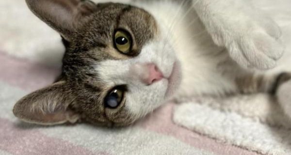 A gray and white cat with gray ears and back and green eyes