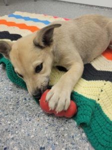 A light brown puppy licks at a robber toy filled with a snack