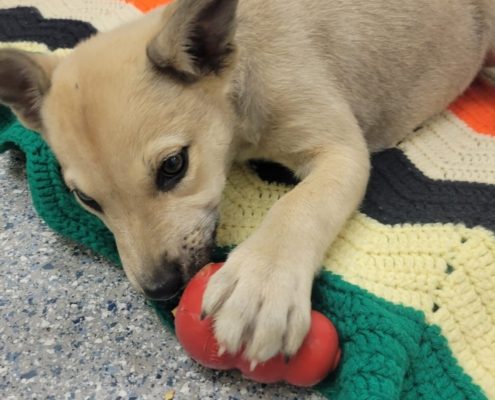 A light brown puppy licks at a robber toy filled with a snack