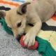 A light brown puppy licks at a robber toy filled with a snack